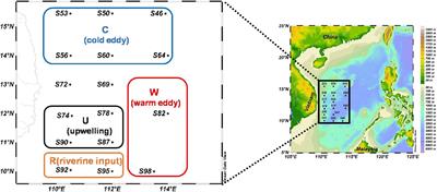 Sinking Rate and Community Structures of Autumn Phytoplankton Responses to Mesoscale Physical Processes in the Western South China Sea